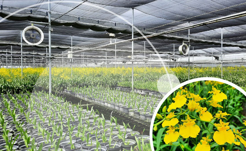 AI影像辨識等智慧科技，助攻台灣花卉產業轉型向前